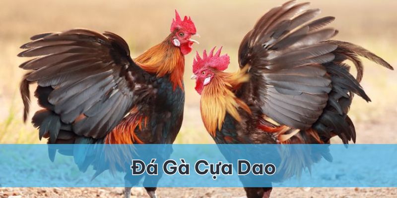 Đá gà cựa dao