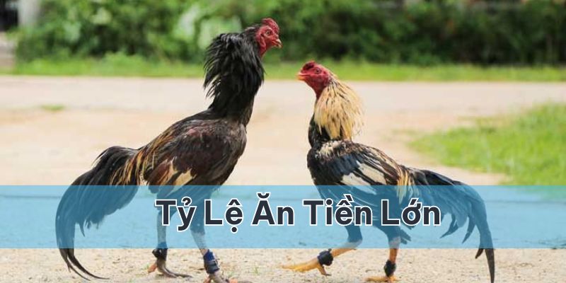 Tỷ lệ ăn tiền quá lớn khiến nhiều người say mê tham gia